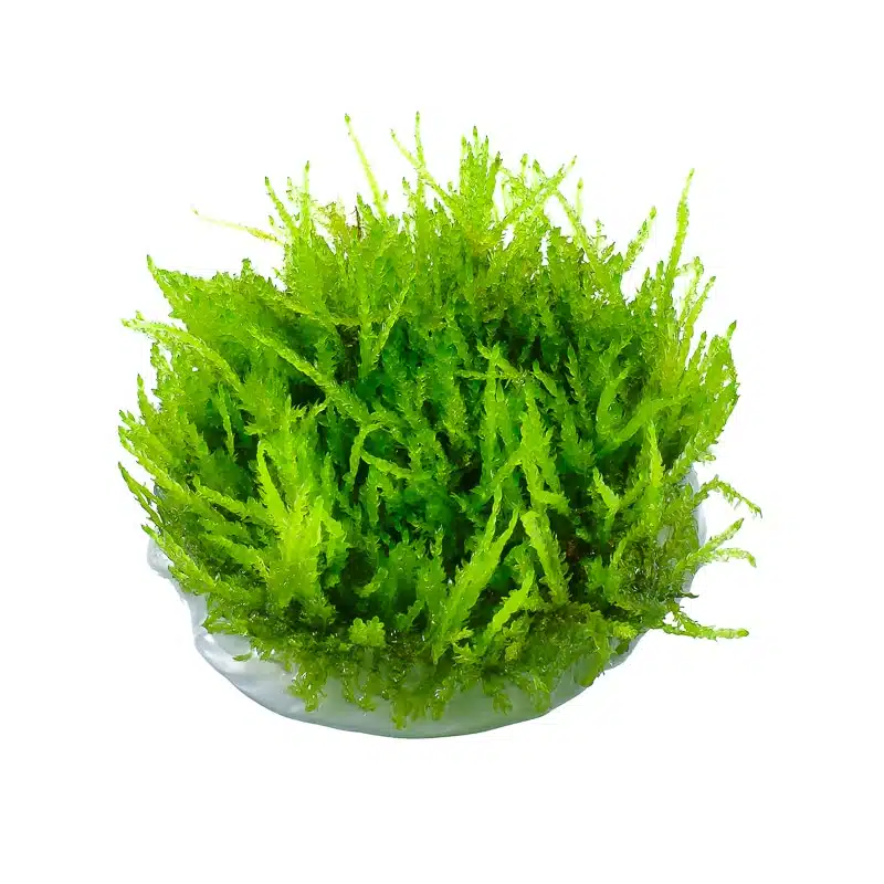 Weeping Moss - Vesicularia ferriei 1-2-Grow! (In Vitro) 1
