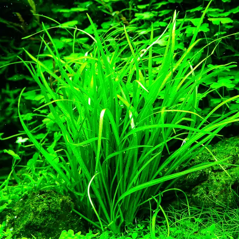 Tropica Grasartige Zwergschwertpflanze - Helanthium tenellum 1-2-Grow! (In Vitro) 1