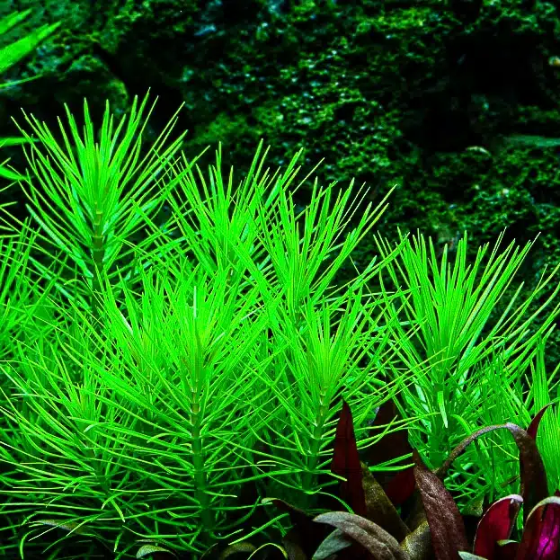 Tropica Pogostemon erectus 'Indische Sternpflanze' 1-2-Grow! (In Vitro) 1