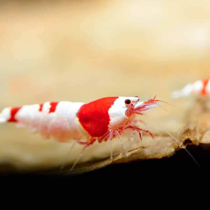rot weiß gestreifte Garnele auf einer Mooskugel