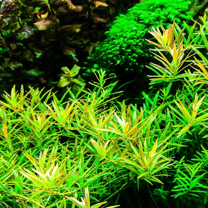 Tropica Rotala rotundifolia 'H'ra - Vietnamesische Blutweide 1-2-Grow! (In Vitro) 3