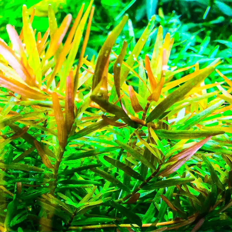 Tropica Rotala rotundifolia 'H'ra - Vietnamesische Blutweide 1-2-Grow! (In Vitro) 1