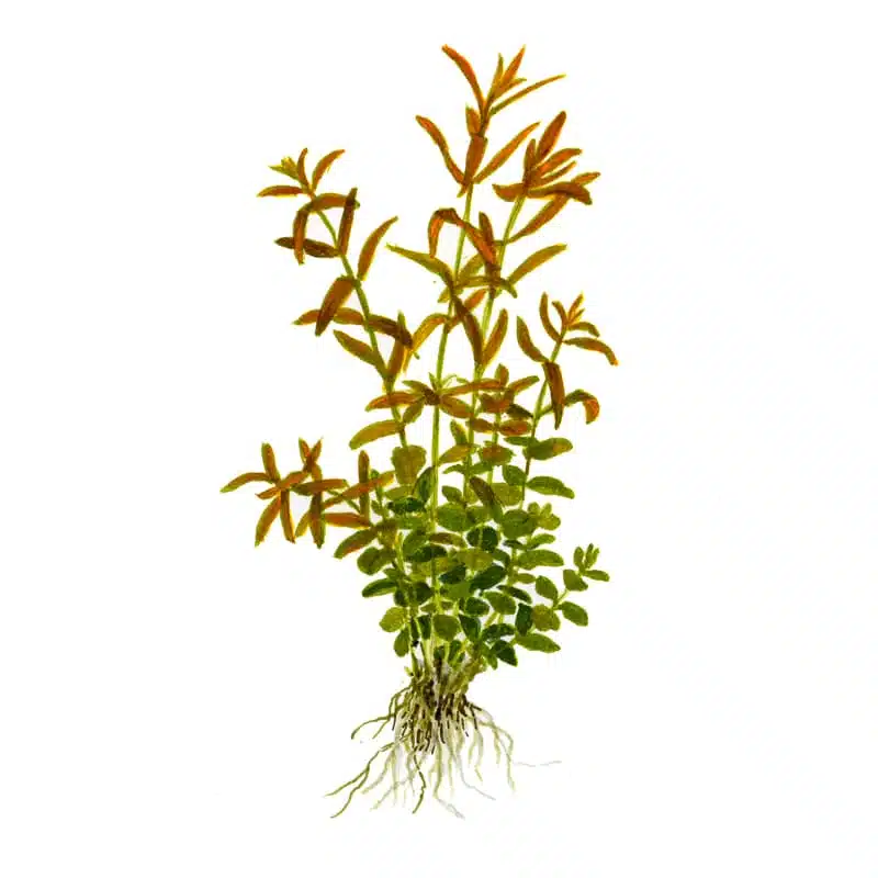 Tropica Rotala rotundifolia (im Topf in Einzelverpackung) 1